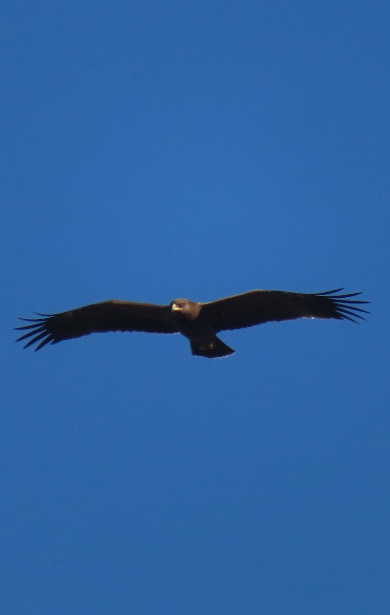 Lesser Spotted Eagle - יוסף אלחדד
