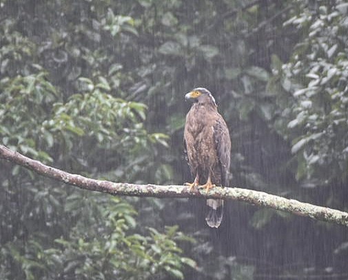Crested Serpent-Eagle - ML609453258