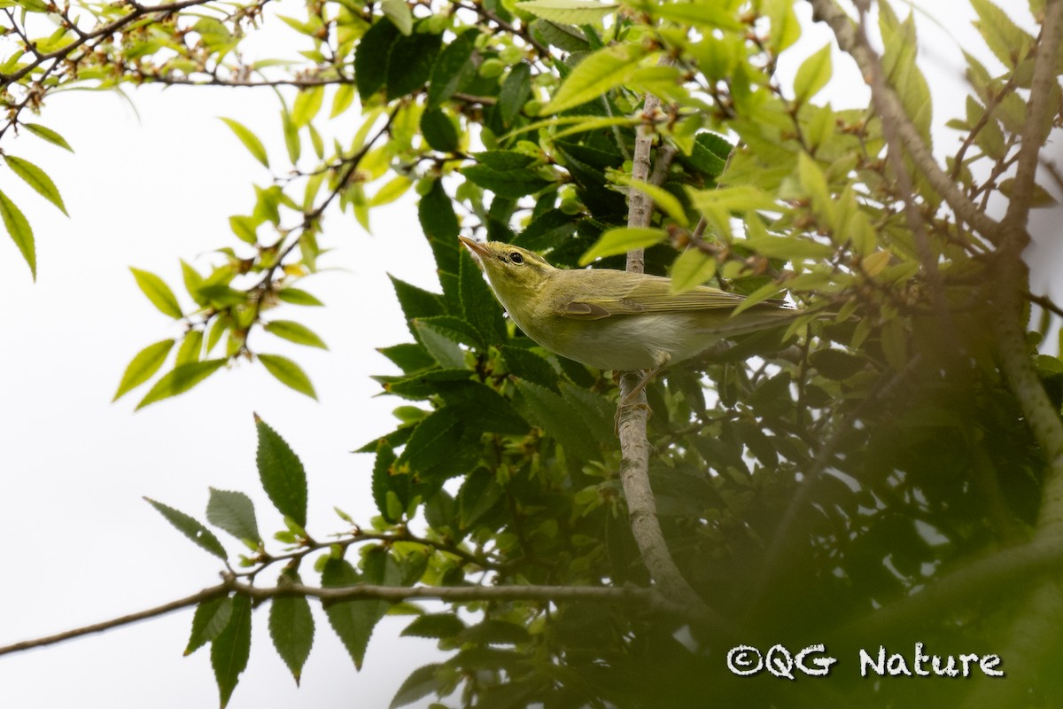 Wood Warbler - ML609453319