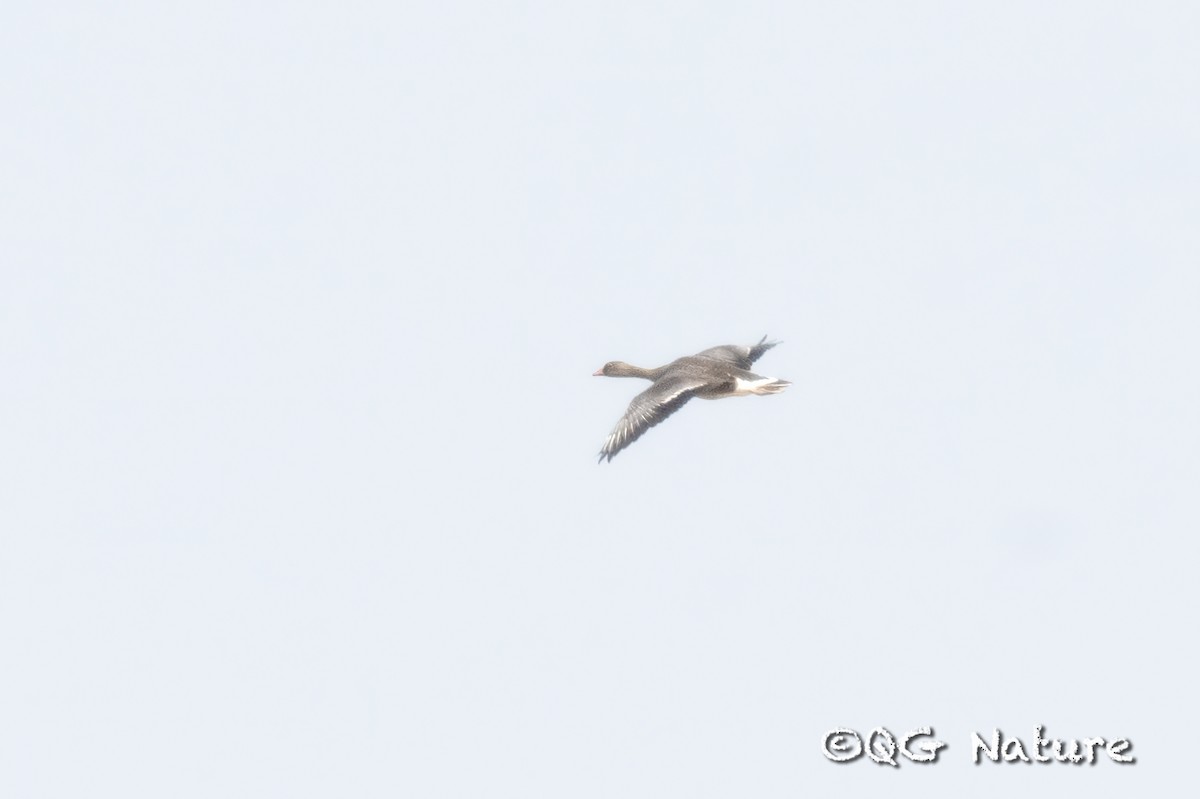 Lesser White-fronted Goose - ML609453331