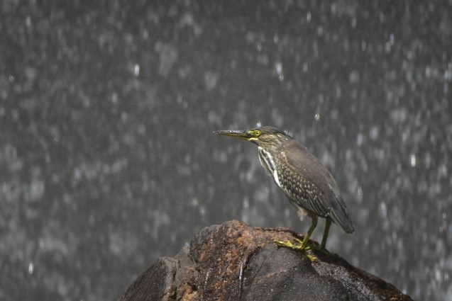 Striated Heron - ML609453341