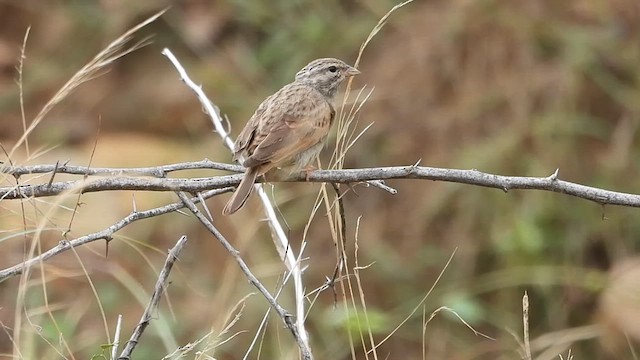 Striolated Bunting - ML609453369