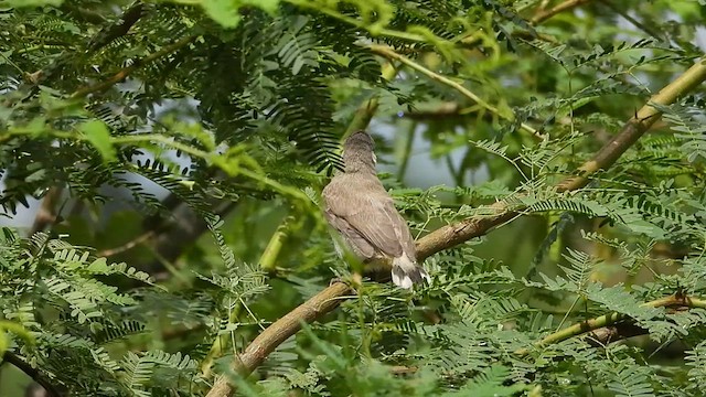Bulbul dalle orecchie bianche - ML609453394