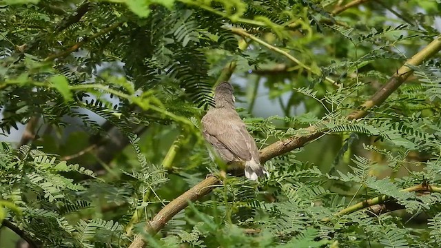 White-eared Bulbul - ML609453394