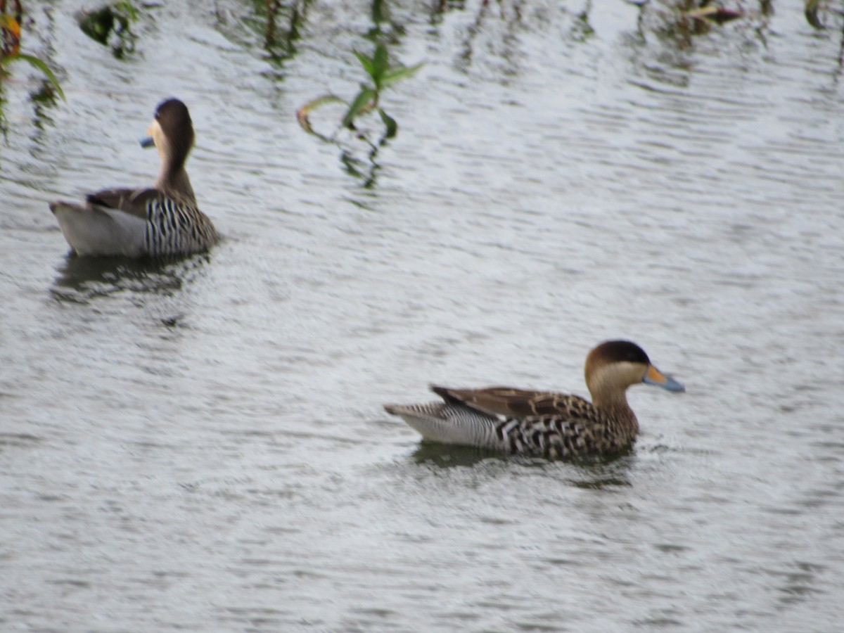 Silver Teal - ML609453471