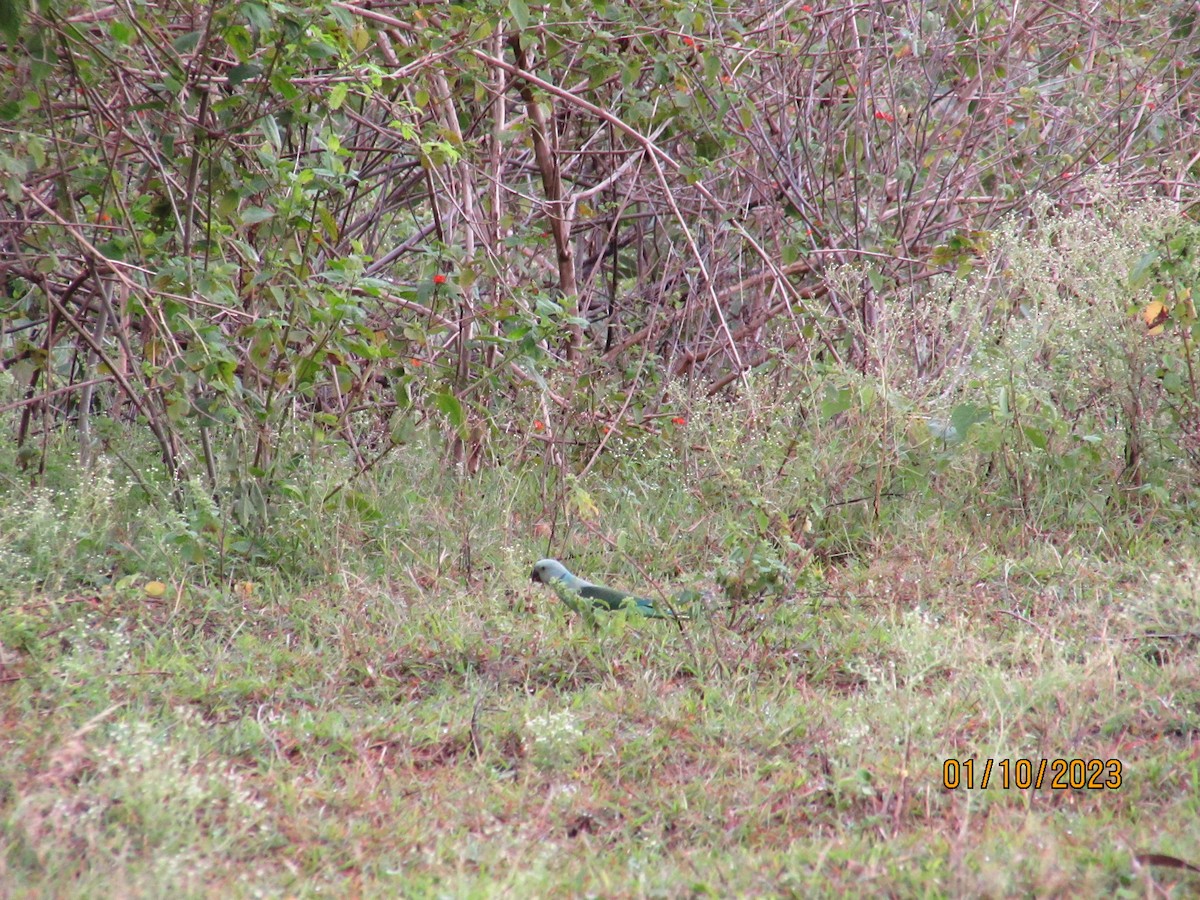 Malabar Parakeet - Mugillan V