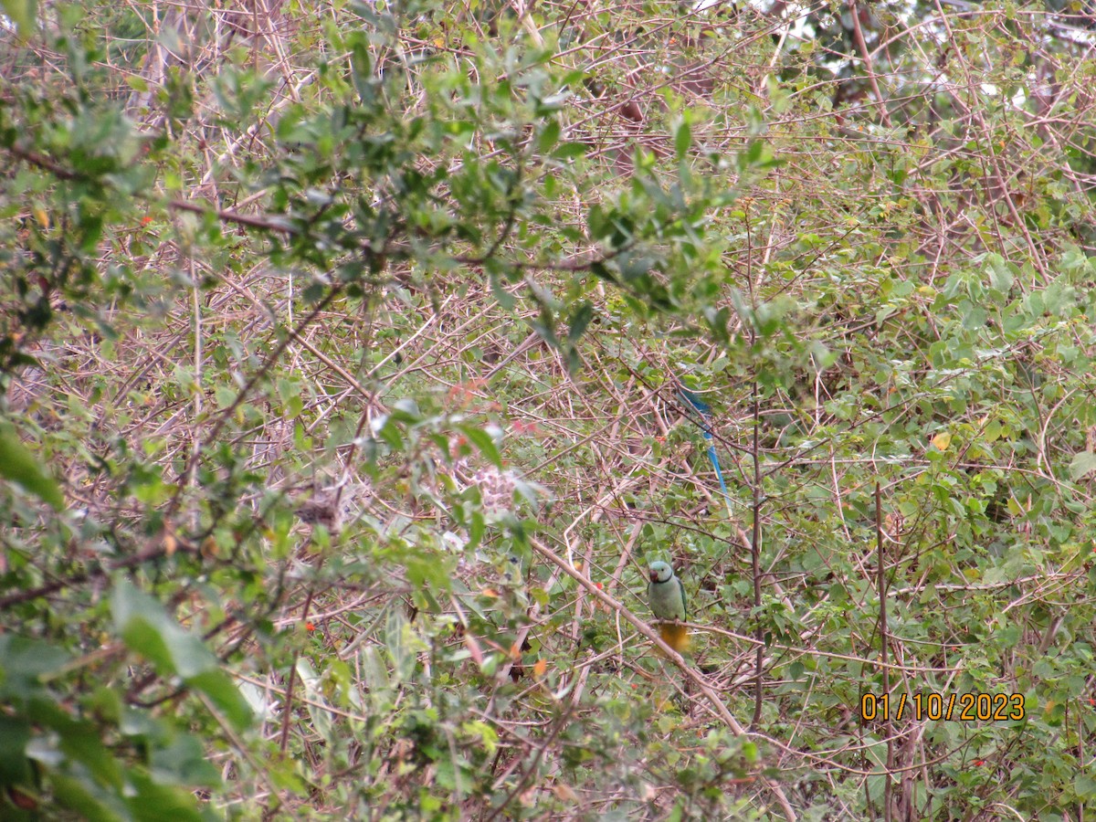 Malabar Parakeet - Mugillan V