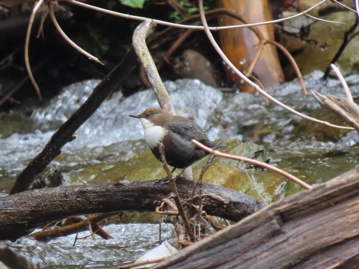White-throated Dipper - Mason Jeffries