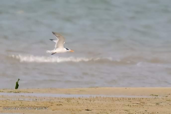 Lesser Crested Tern - ML609453781