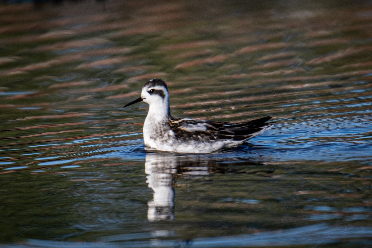 Red-necked Phalarope - Erin Avram