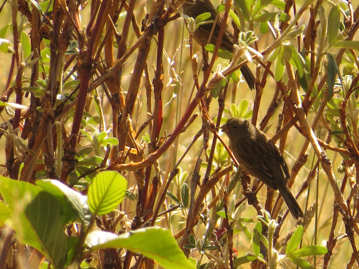 Plain-colored Seedeater - ML609453886