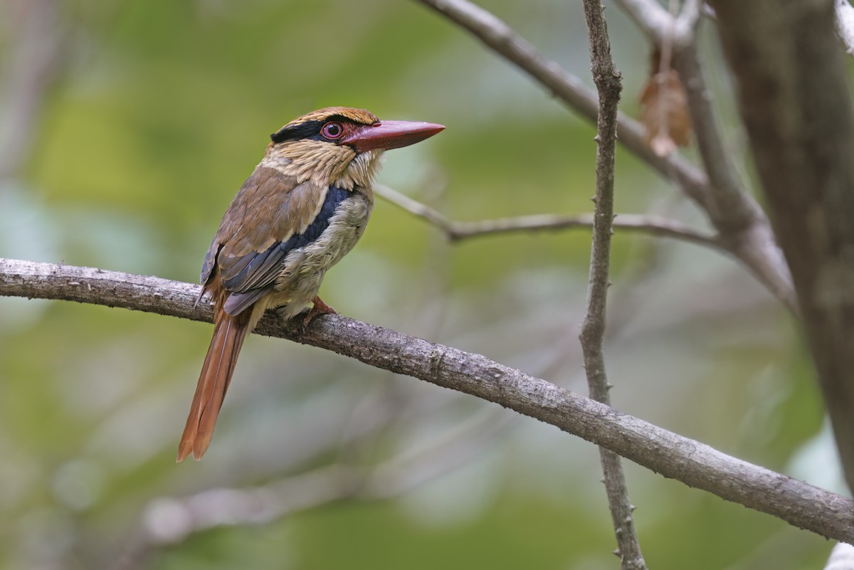 Sulawesi Lilac Kingfisher - Marco Valentini