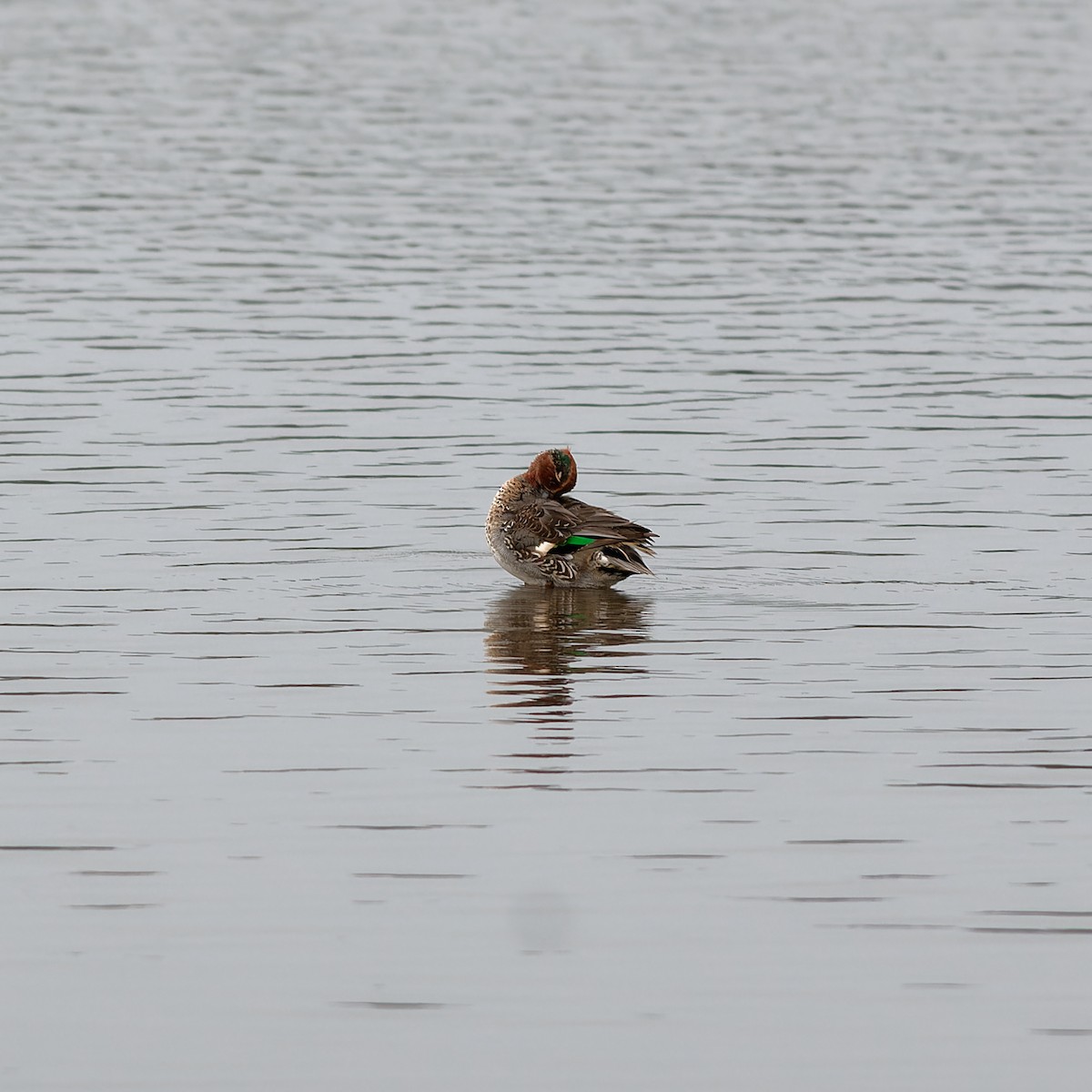 Green-winged Teal - ML609454023