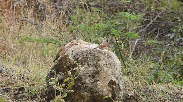 Striolated Bunting - ML609454042