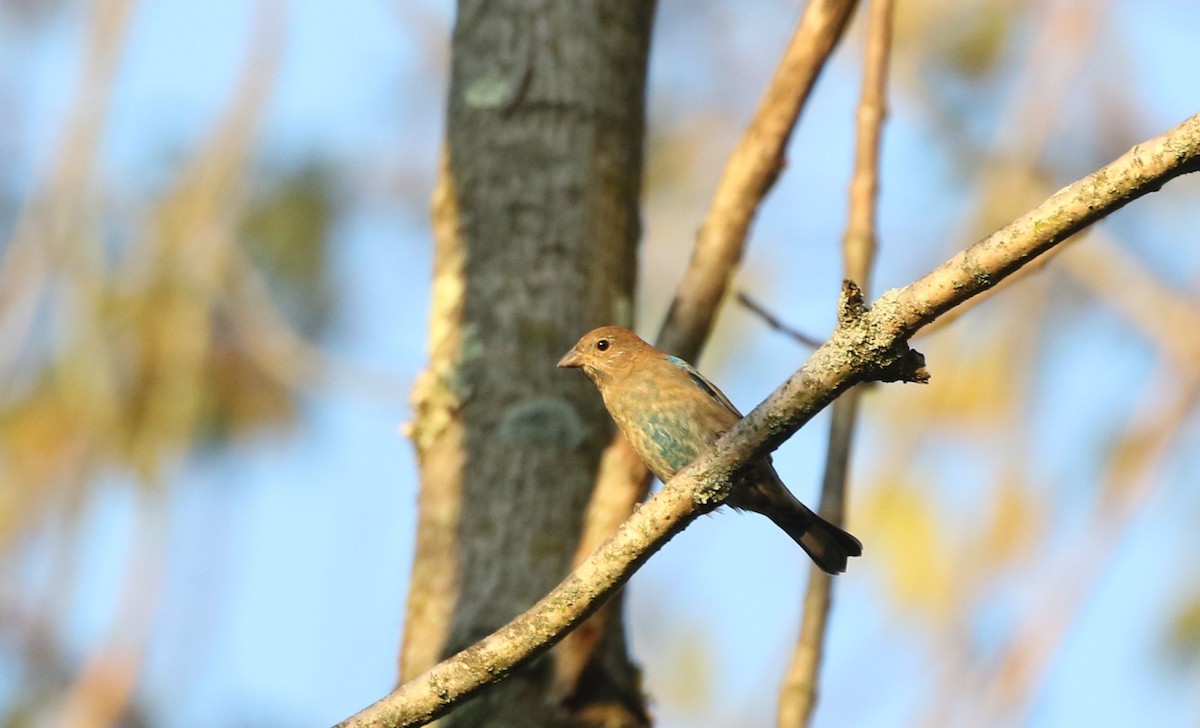 Indigo Bunting - Elizabeth Brensinger