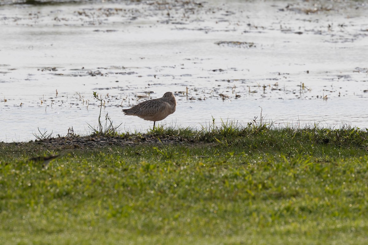 Marbled Godwit - ML609454257