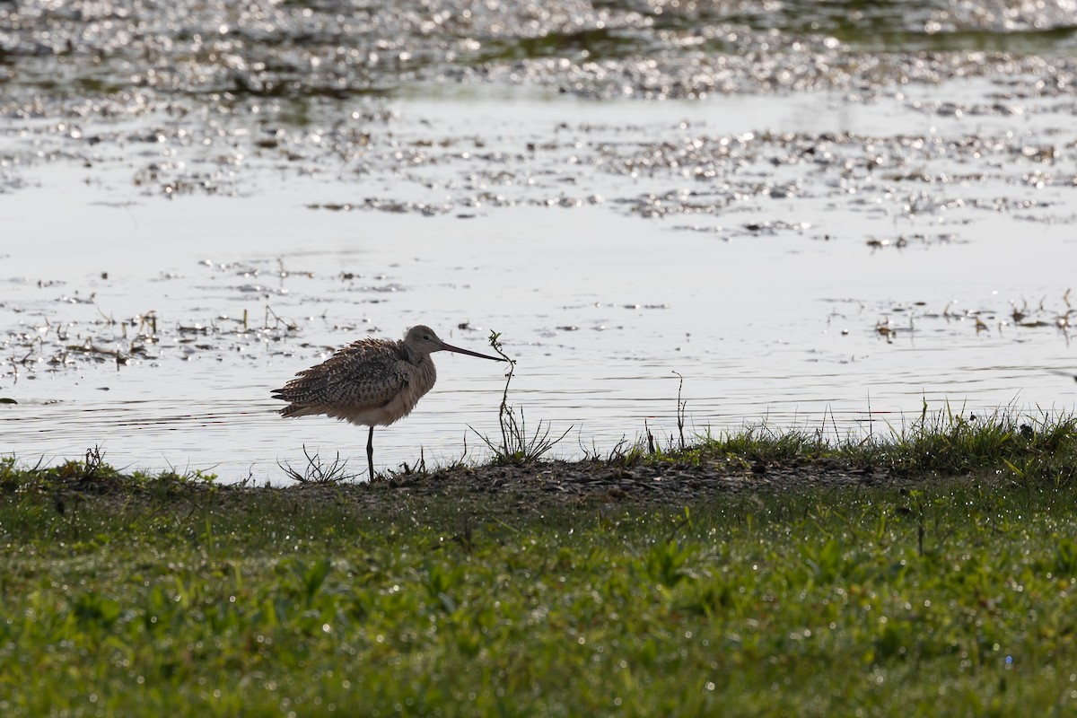 Marbled Godwit - ML609454258