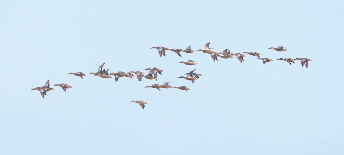 Northern Shoveler - ML609454300