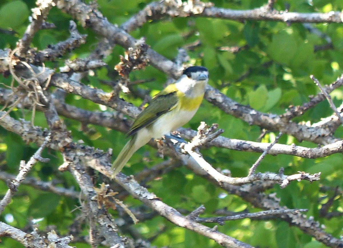 Green-backed Becard - Carlos Schmidtutz