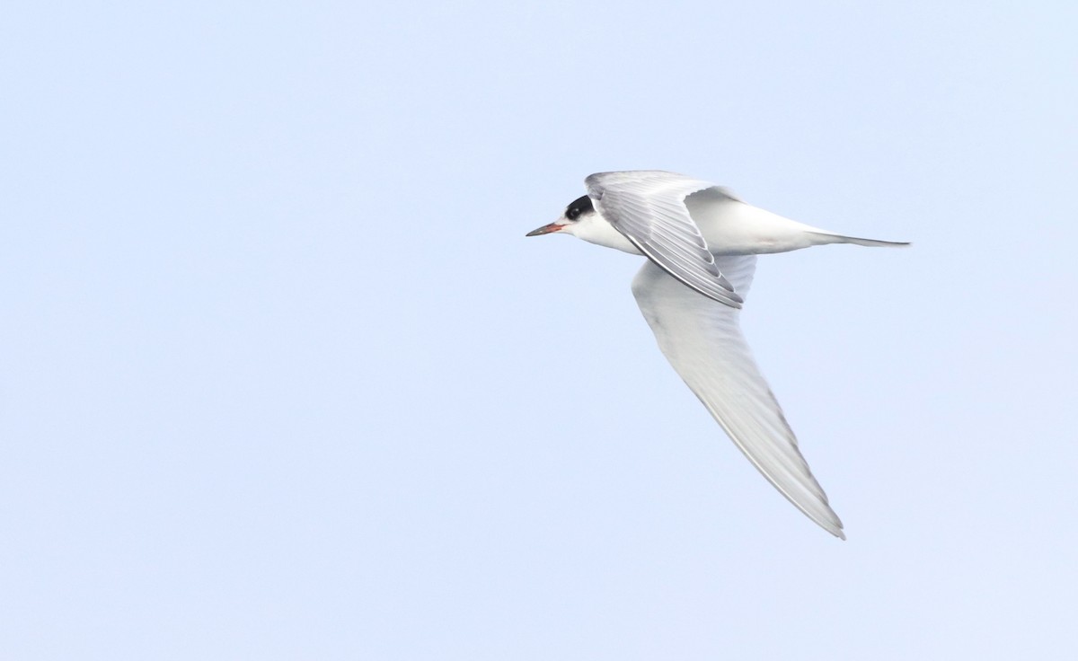 Arctic Tern - ML609454424