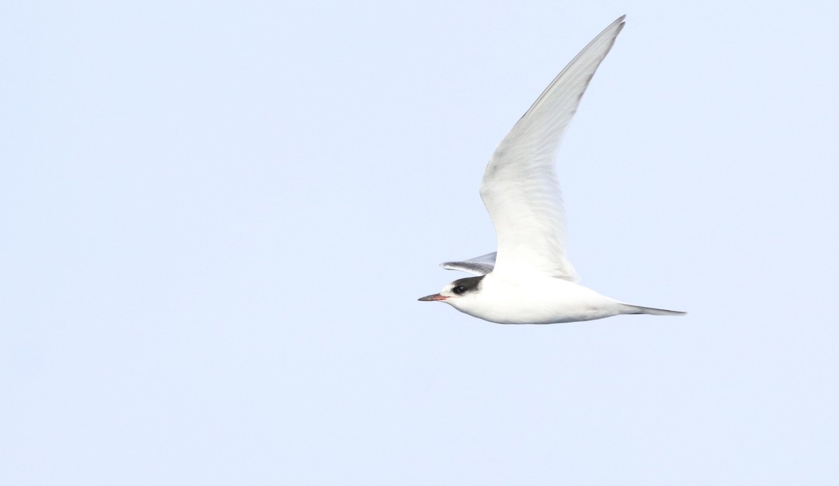 Arctic Tern - ML609454425