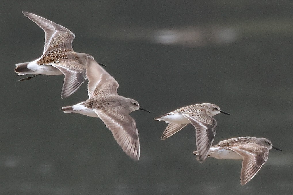 White-rumped Sandpiper - ML609454488