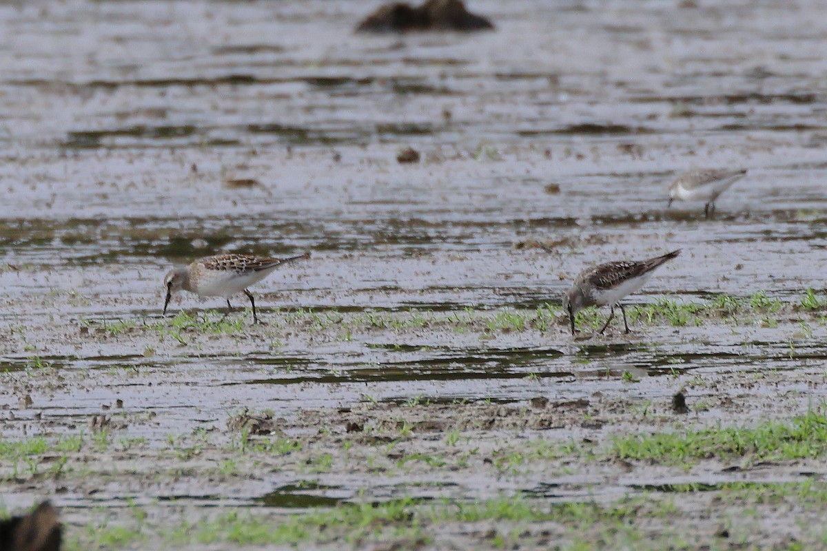 White-rumped Sandpiper - ML609454489