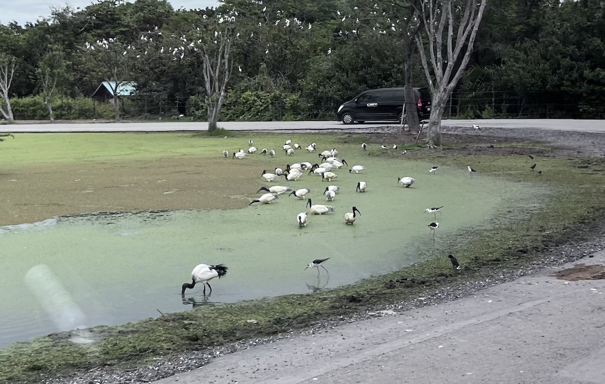 Black-headed Ibis - ML609454642