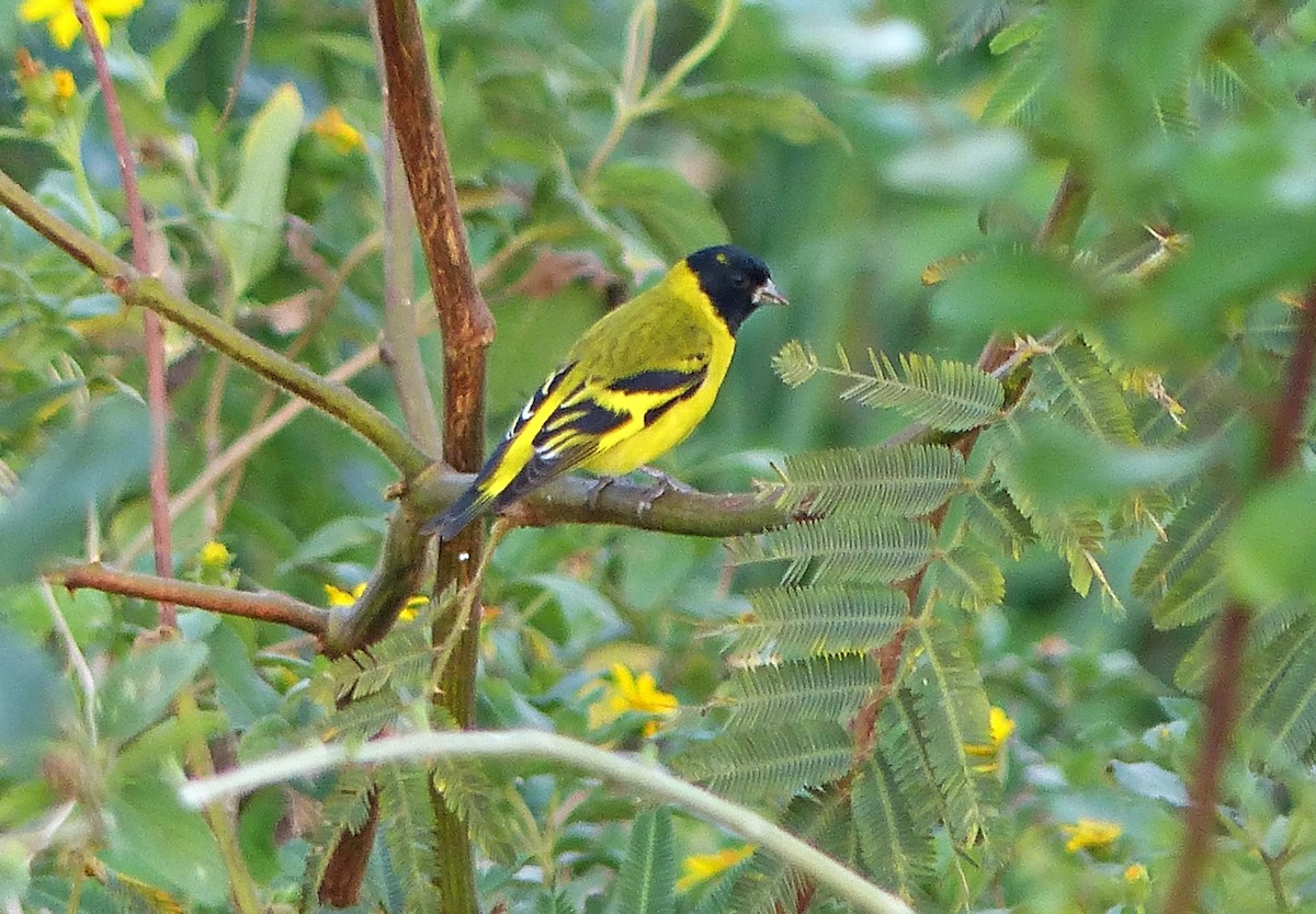 Hooded Siskin - Carlos Schmidtutz