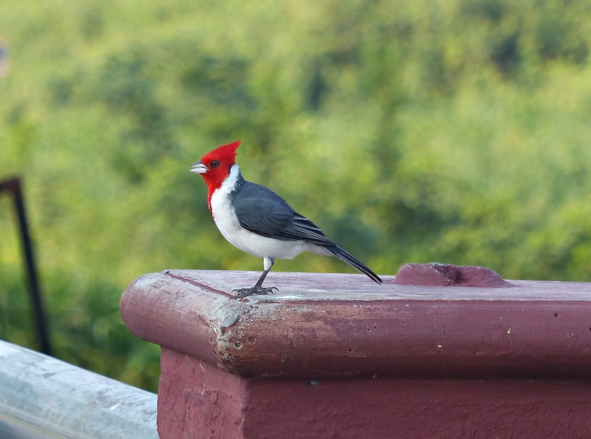 Red-crested Cardinal - ML609454671