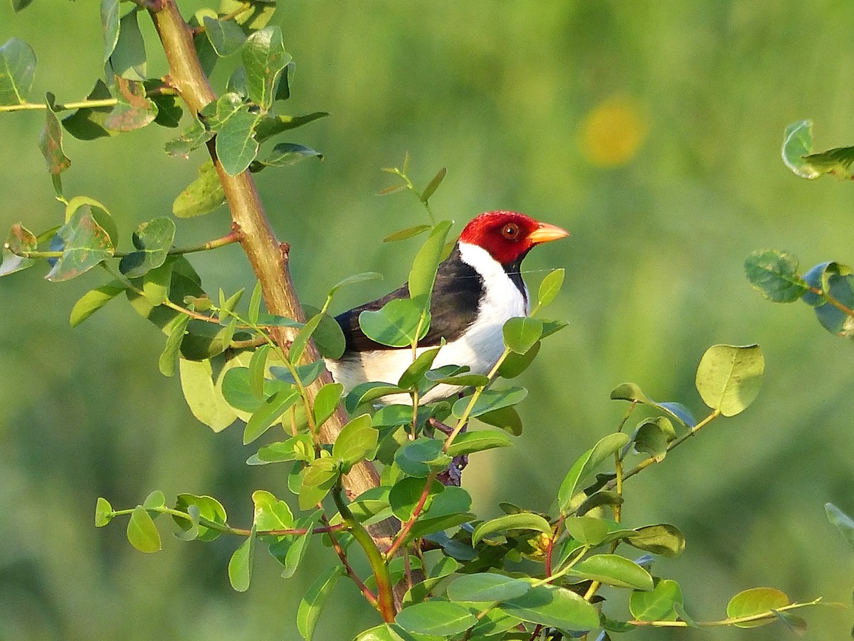 Yellow-billed Cardinal - Carlos Schmidtutz