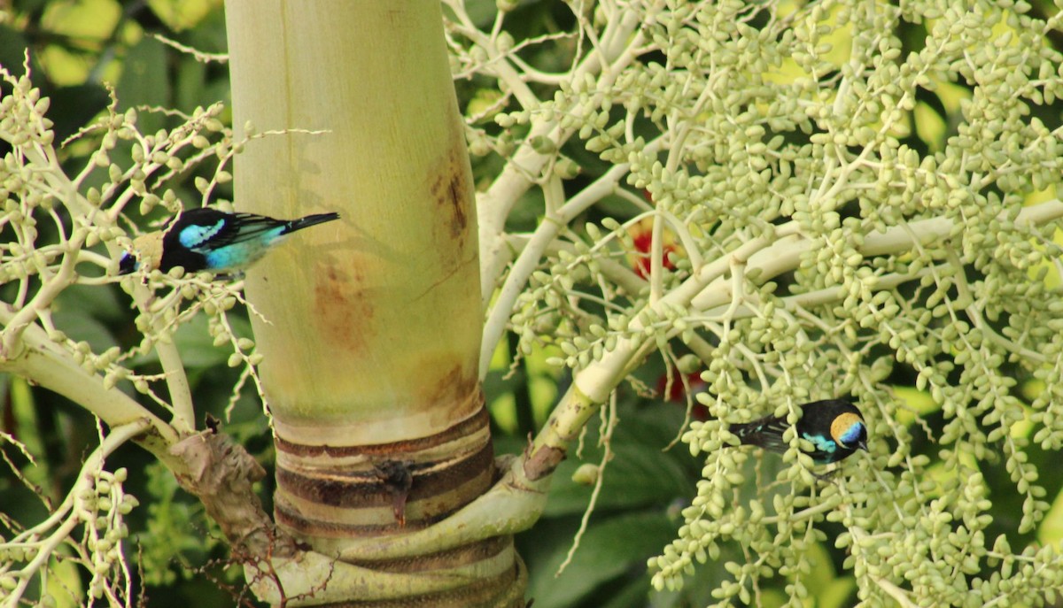 Golden-hooded Tanager - ML609454688