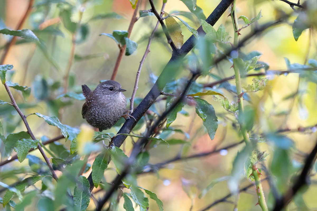 Winter Wren - ML609454759