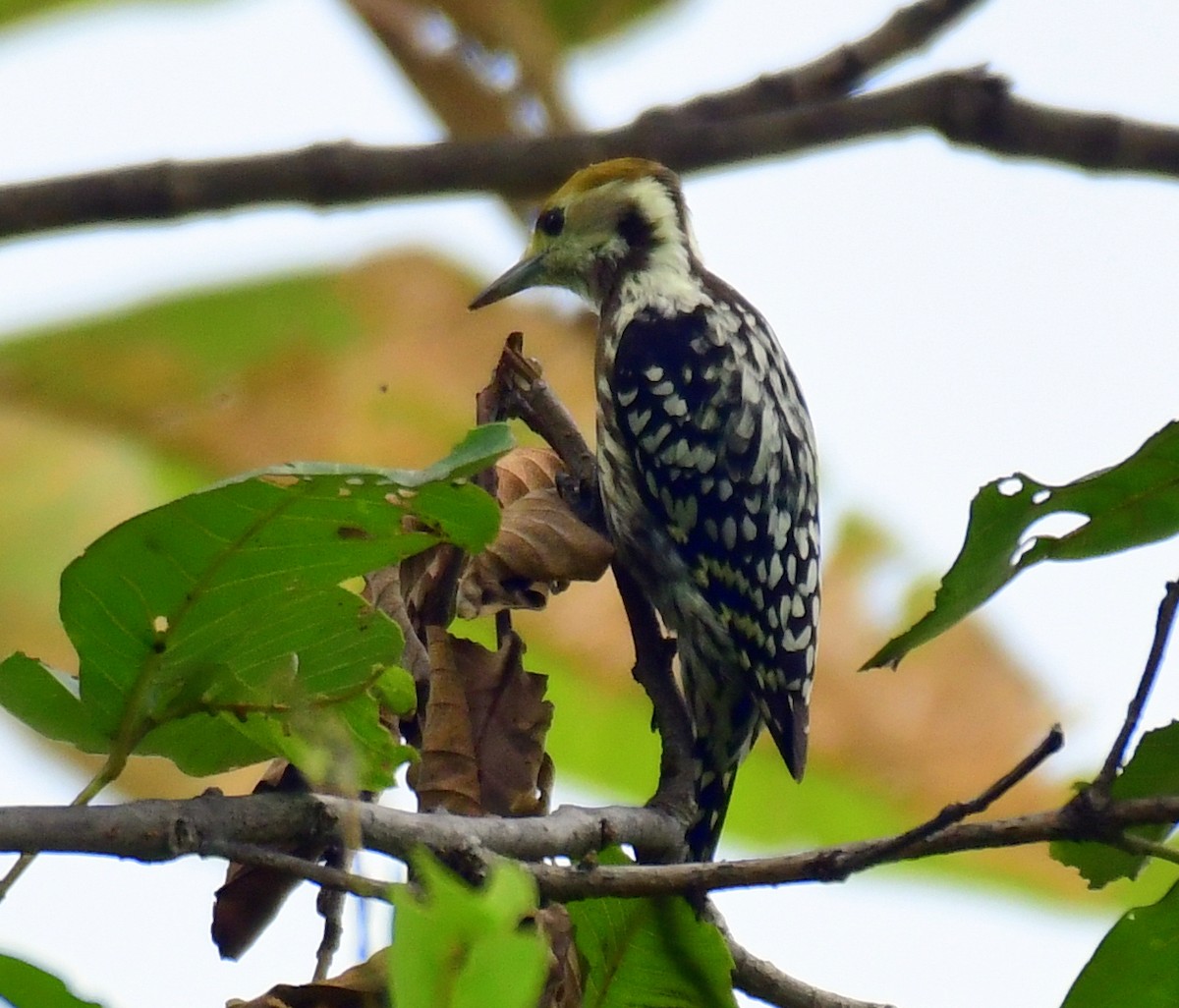 Yellow-crowned Woodpecker - ML609454774