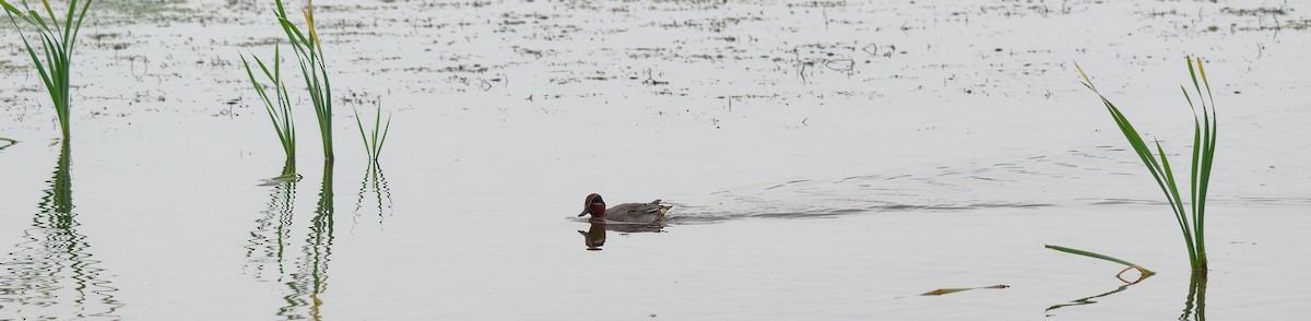 Green-winged Teal - ML609454775