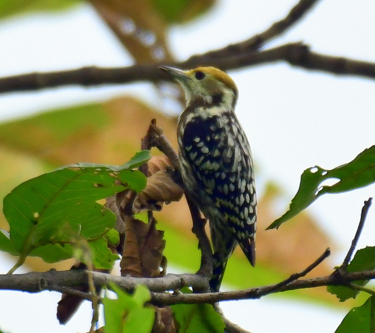 Yellow-crowned Woodpecker - ML609454810