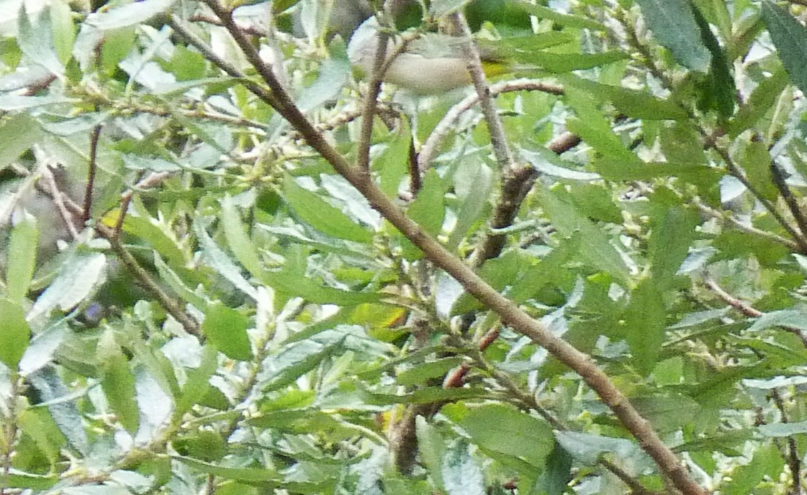 Virginia's Warbler - ML609454813