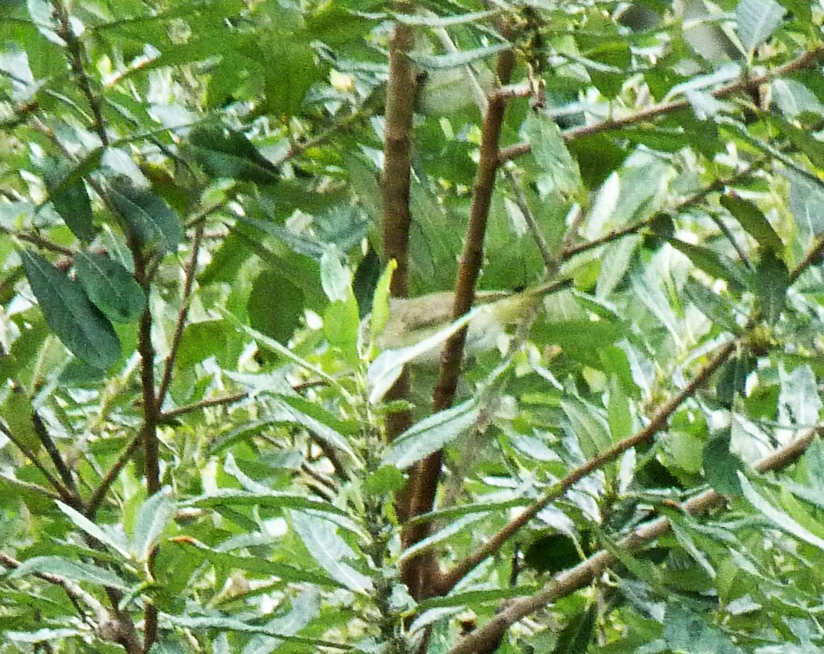 Virginia's Warbler - ML609454814