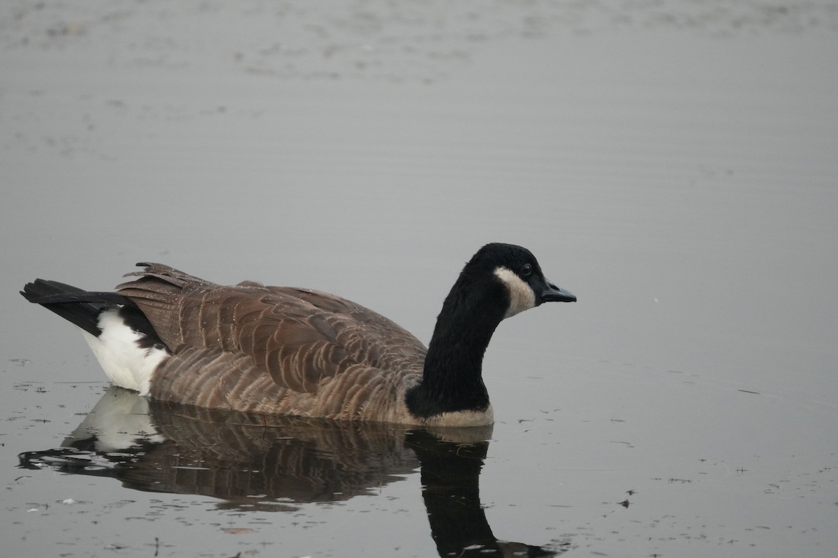 Canada Goose - Will Cihula