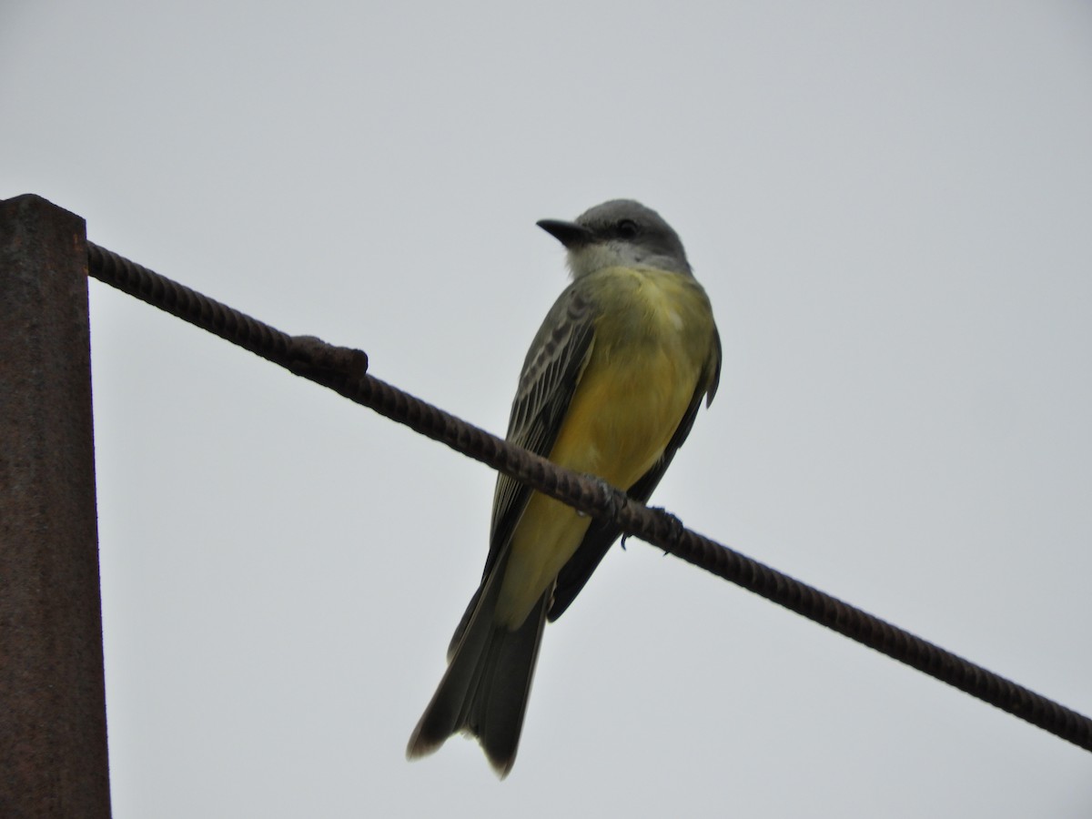 Tropical Kingbird - Gerardo de Jasús Cartas Heredia