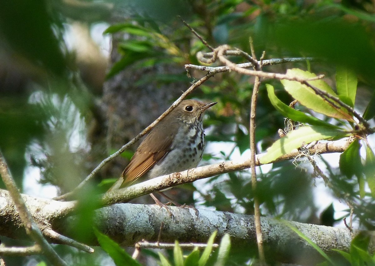 Hermit Thrush - ML609455005