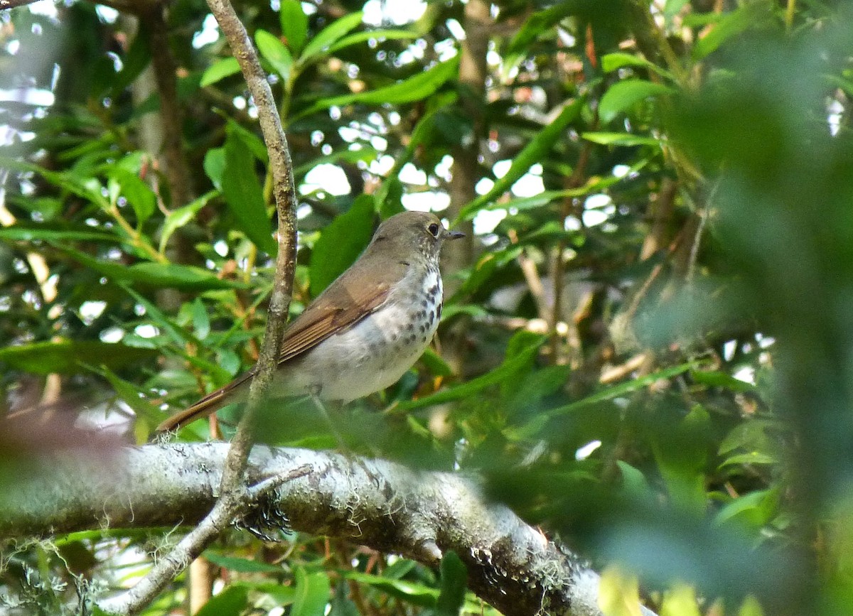 Hermit Thrush - ML609455006