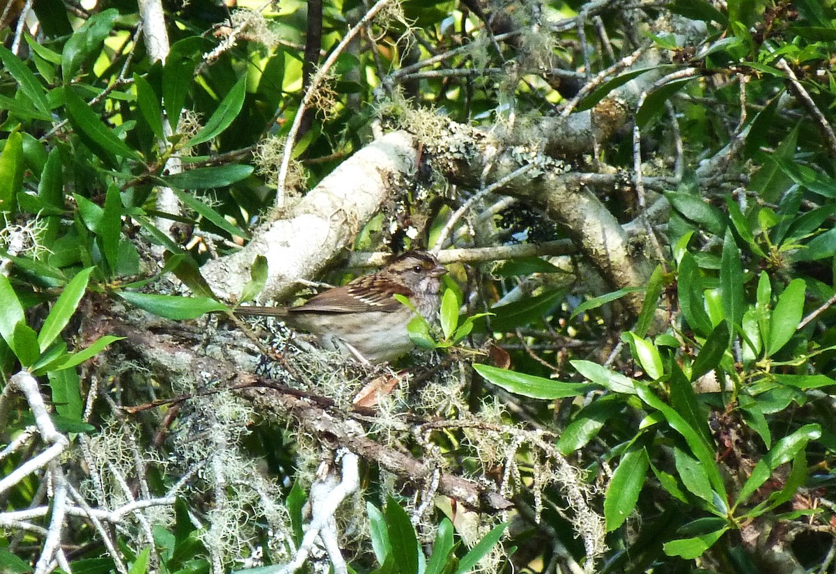 White-throated Sparrow - ML609455017