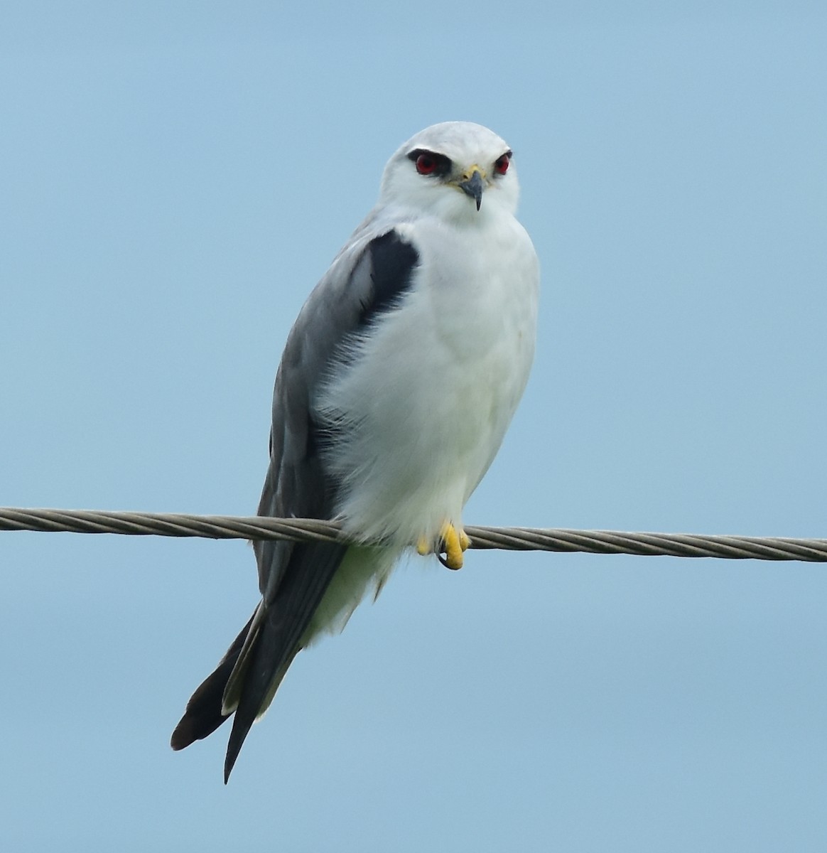 Black-winged Kite - ML609455102