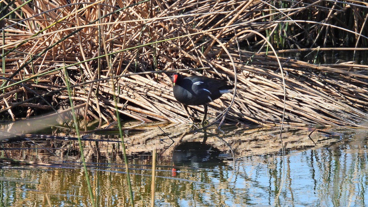 Gallinule d'Amérique - ML609455138