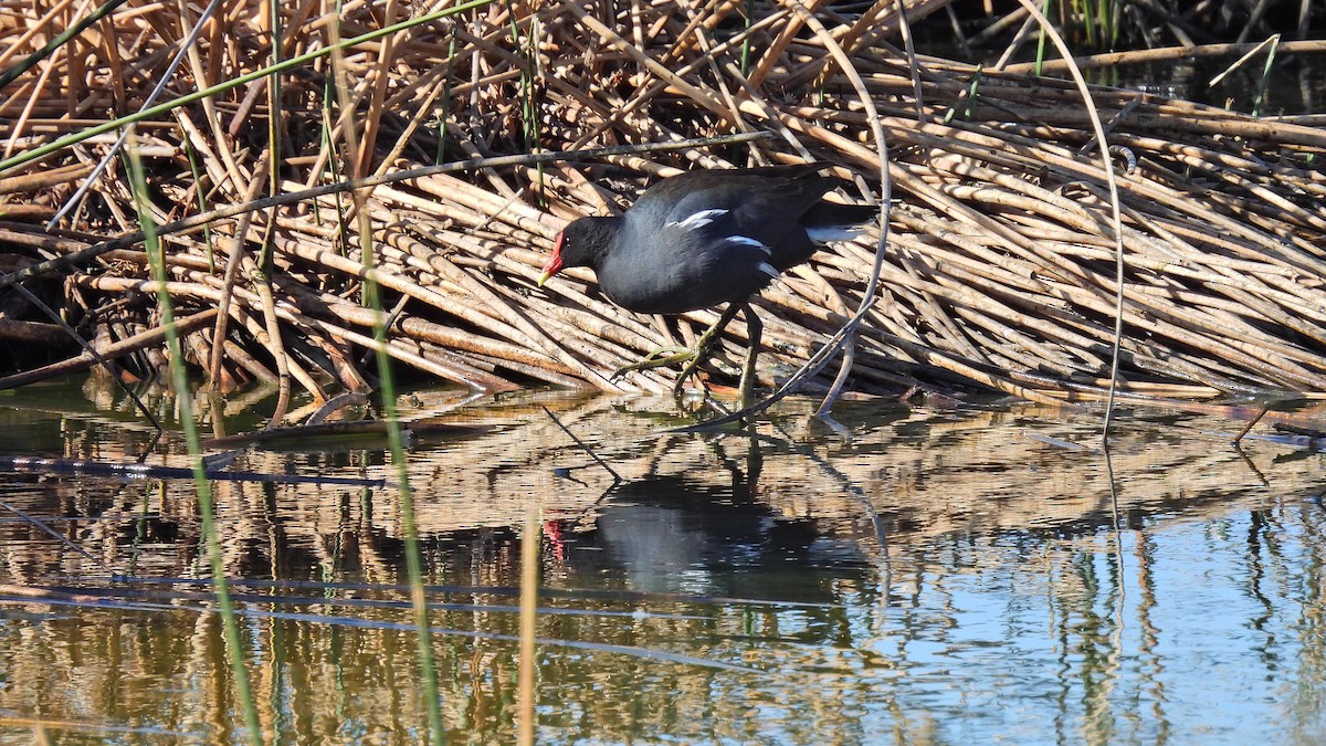 Common Gallinule - Hugo Valderrey