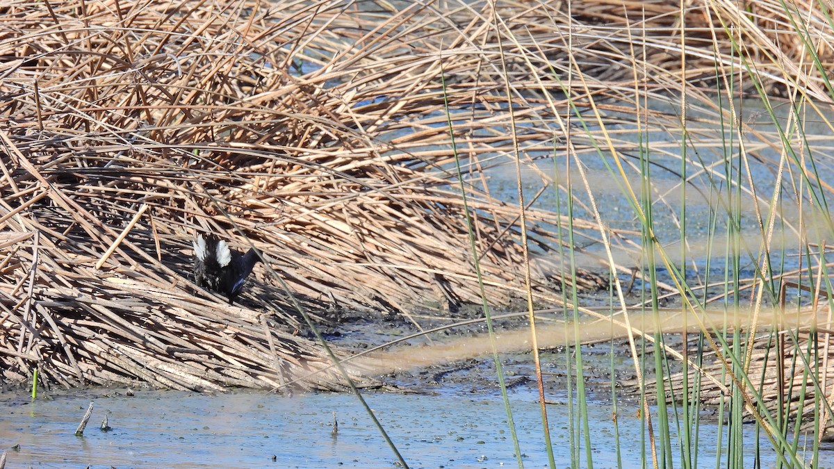 Common Gallinule - ML609455140