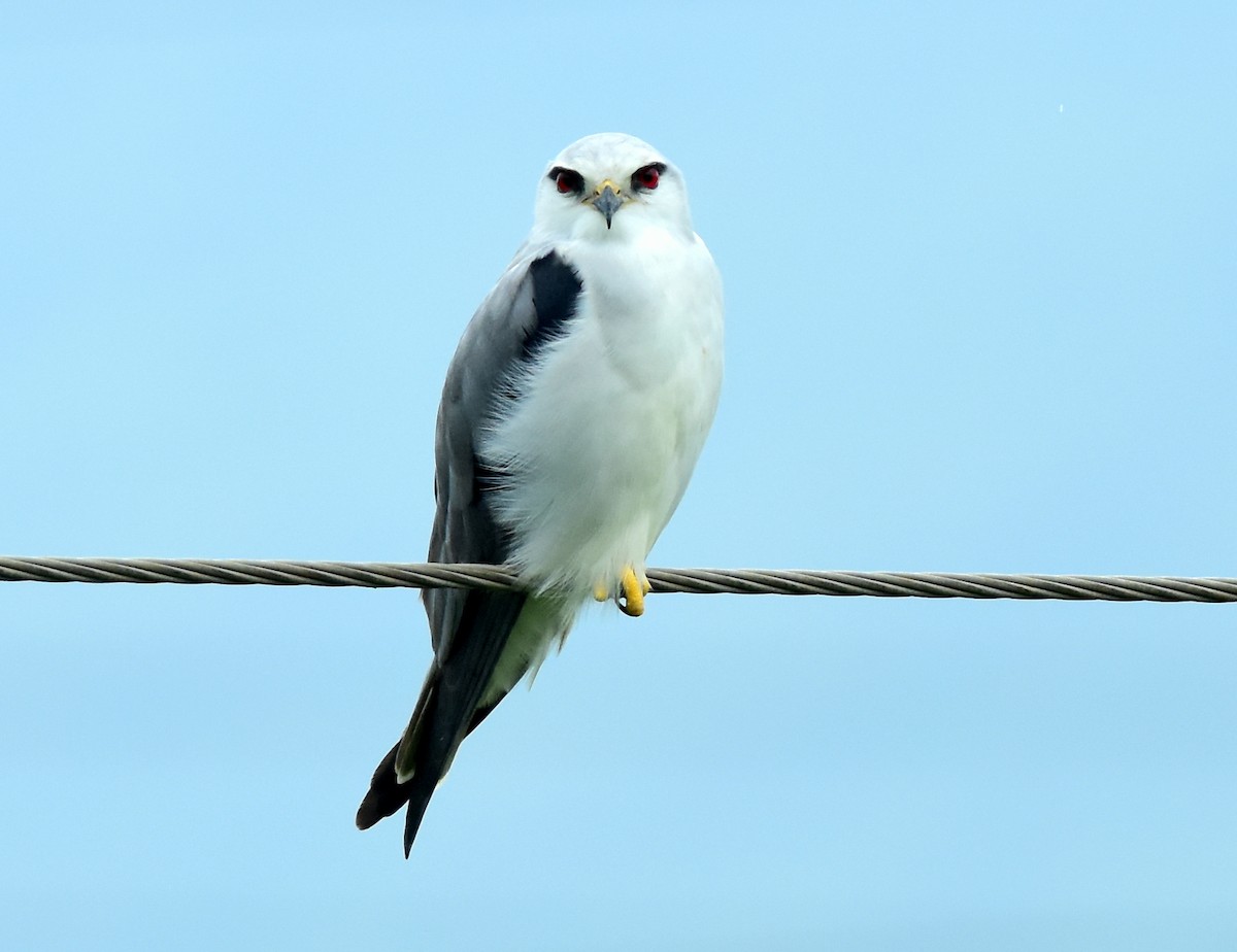 Black-winged Kite - ML609455155