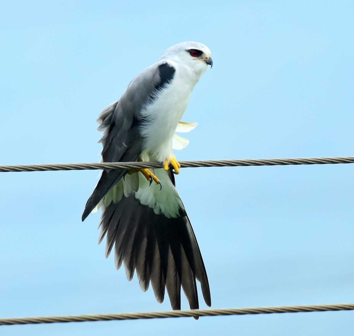 Black-winged Kite - ML609455180