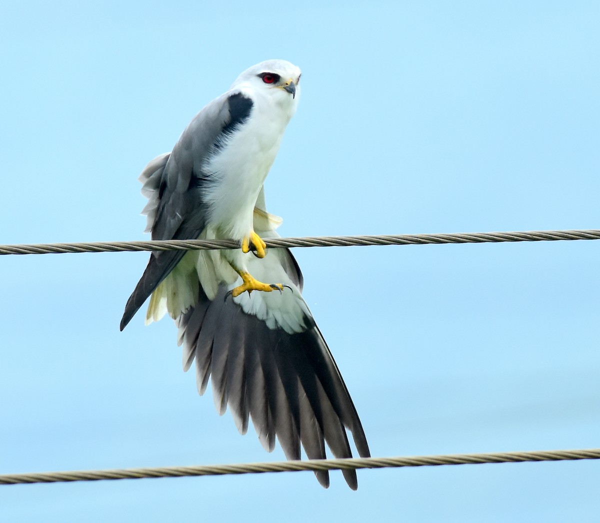 Black-winged Kite - ML609455209